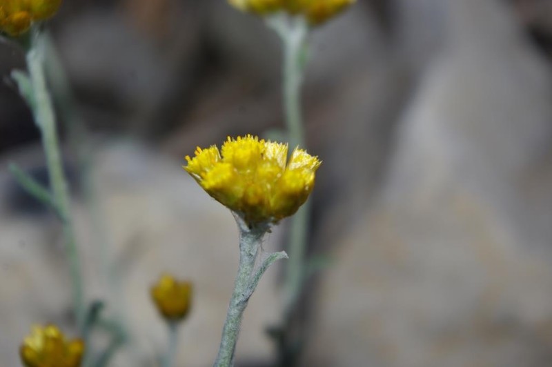 Helichrysum pomelianum photo 7