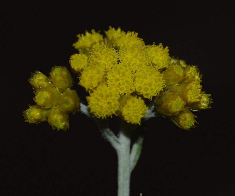 Helichrysum pomelianum photo 8
