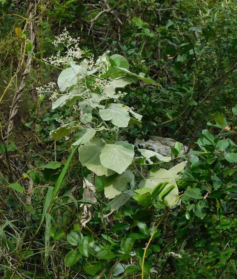 Helichrysum populifolium