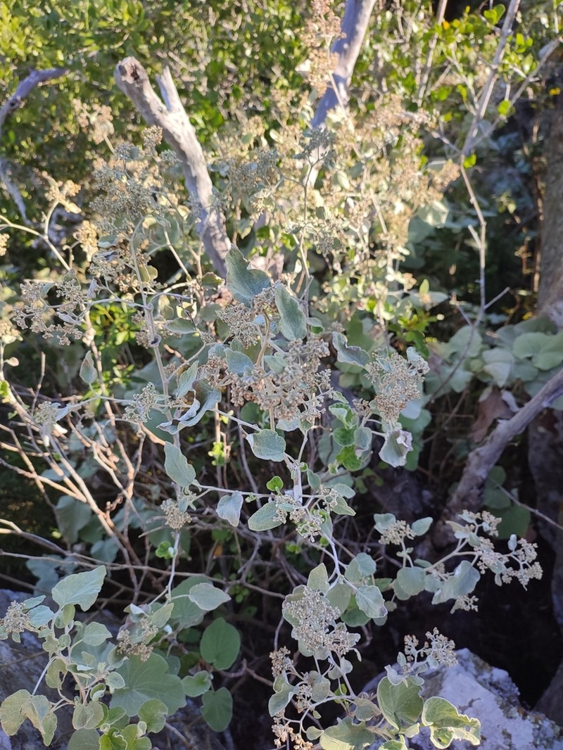 Helichrysum populifolium photo 3