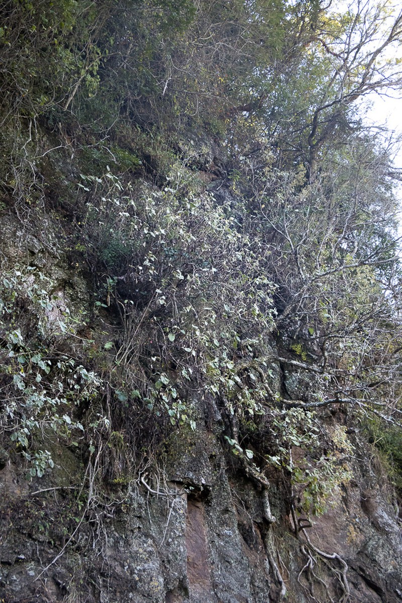 Helichrysum populifolium photo 4