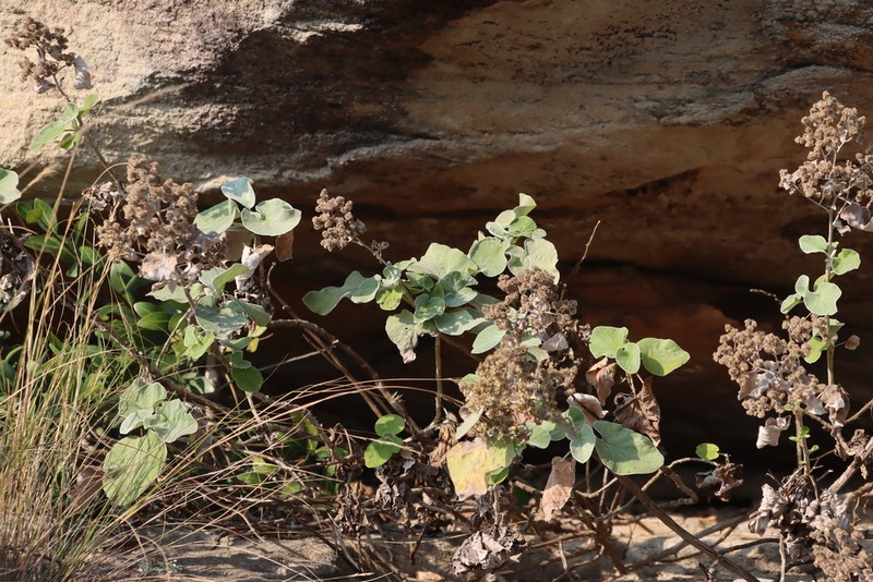Helichrysum populifolium photo 5