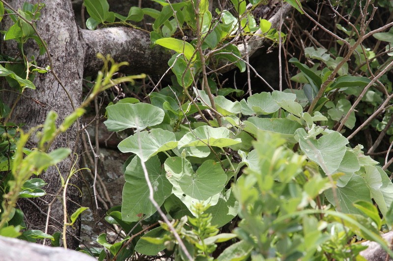 Helichrysum populifolium photo 8