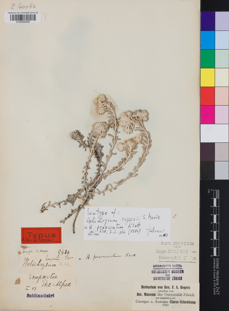 Helichrysum praecinctum