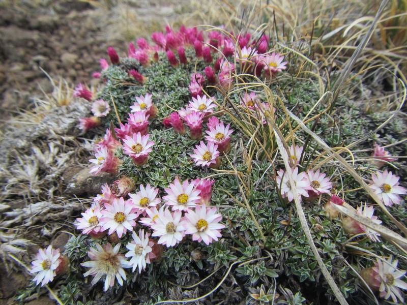 Helichrysum praecurrens