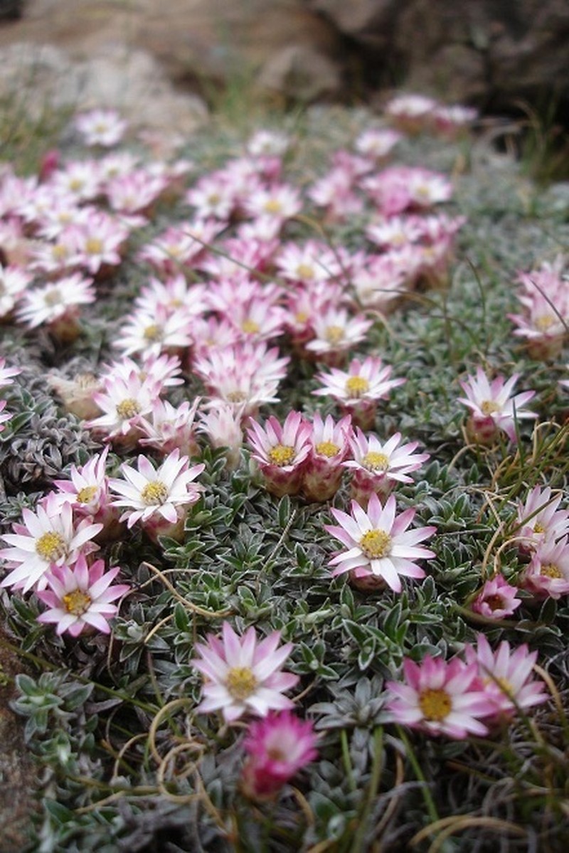 Helichrysum praecurrens photo 2