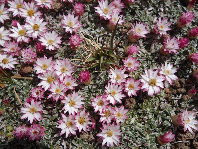 Helichrysum praecurrens photo 3