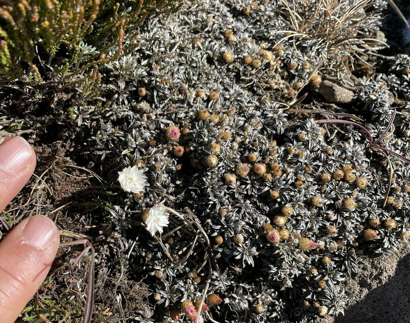 Helichrysum praecurrens photo 4