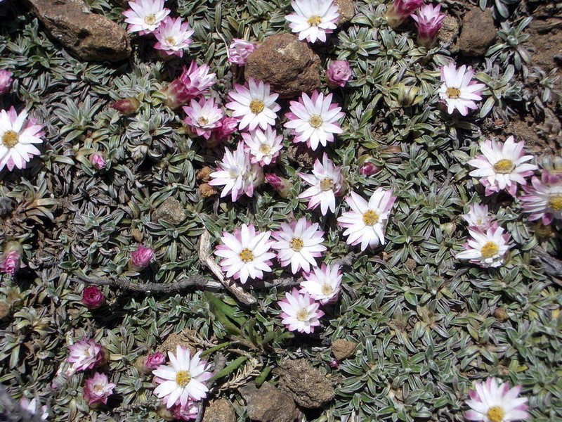 Helichrysum praecurrens photo 5