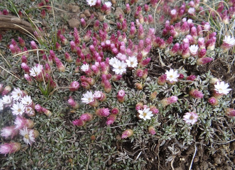 Helichrysum praecurrens photo 6