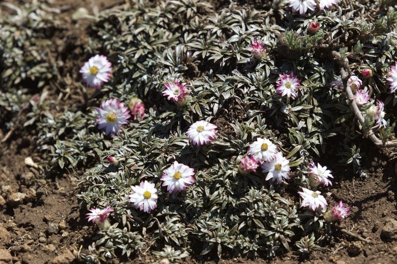 Helichrysum praecurrens photo 7