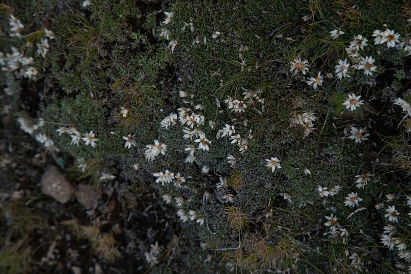 Helichrysum praecurrens photo 8