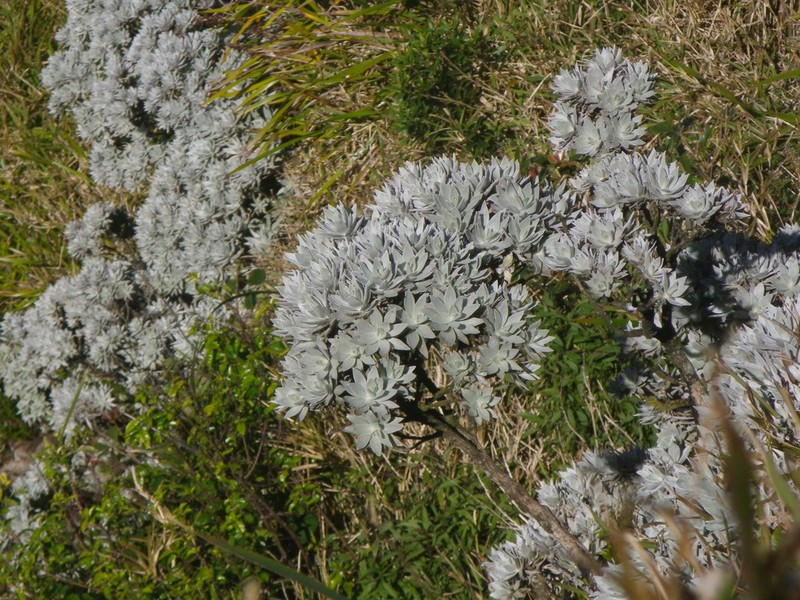 Helichrysum proteoides