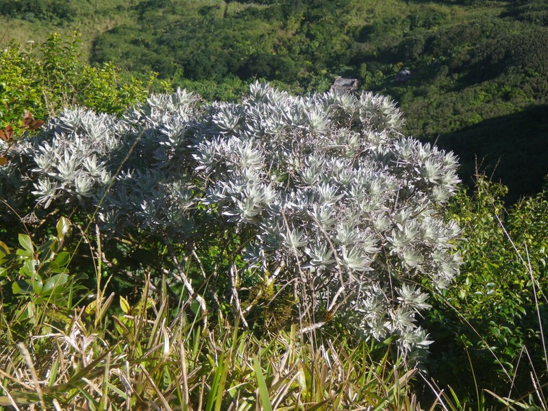 Helichrysum proteoides photo 2