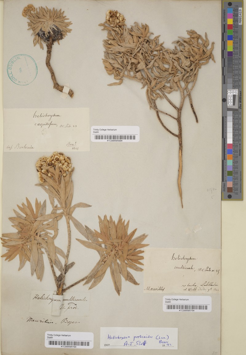 Helichrysum proteoides photo 3