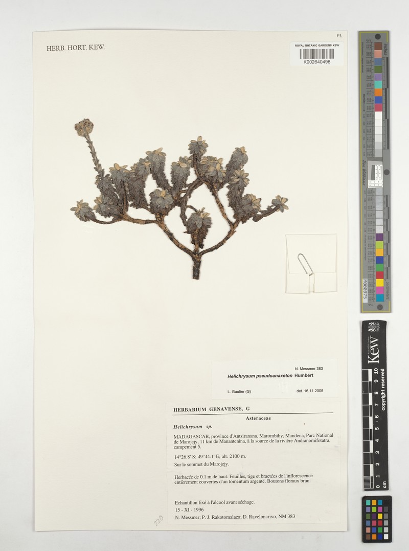 Helichrysum pseudoanaxeton