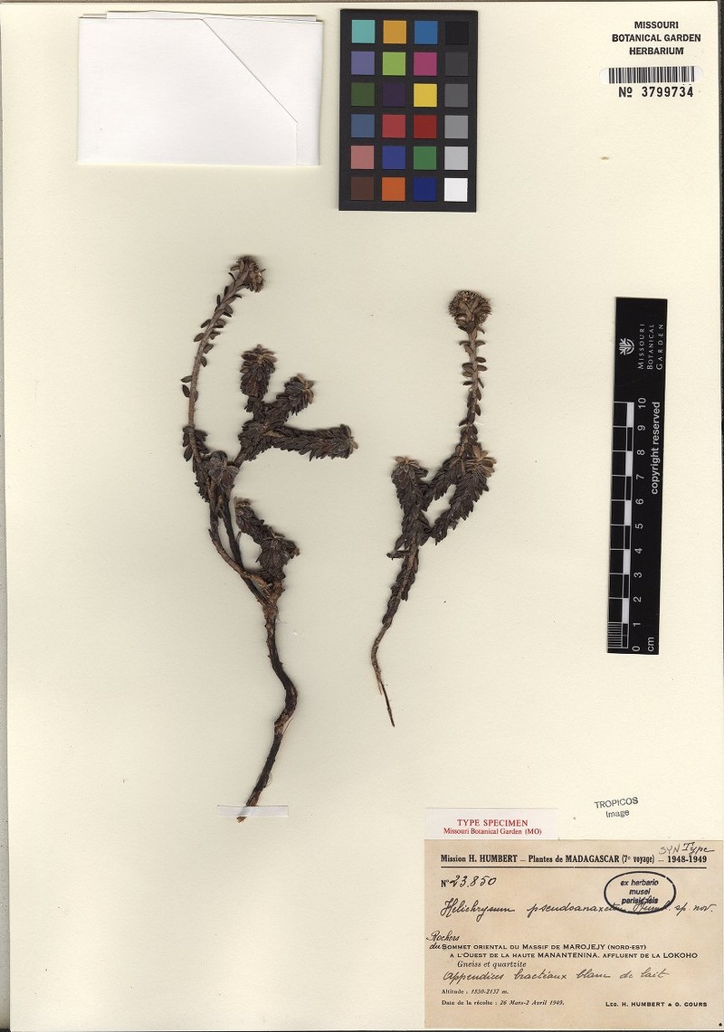Helichrysum pseudoanaxeton photo 2