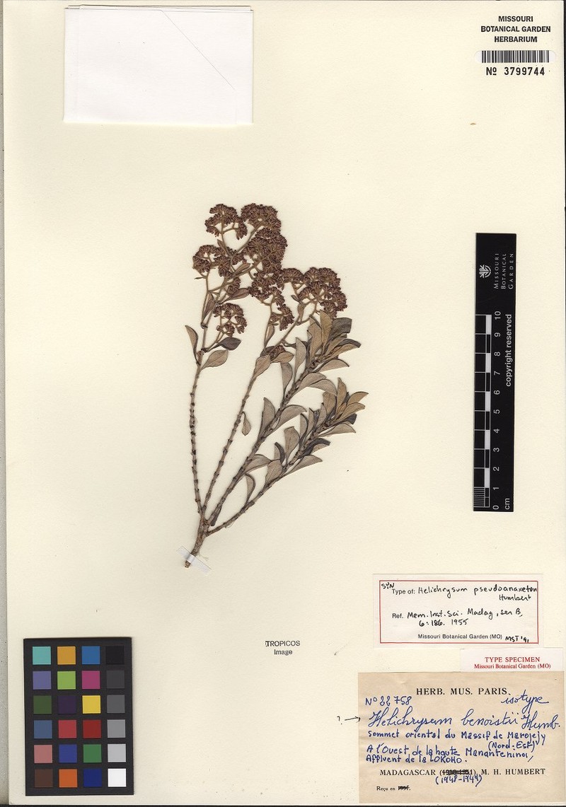 Helichrysum pseudoanaxeton photo 3