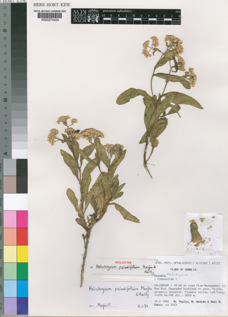 Helichrysum psiadiifolium