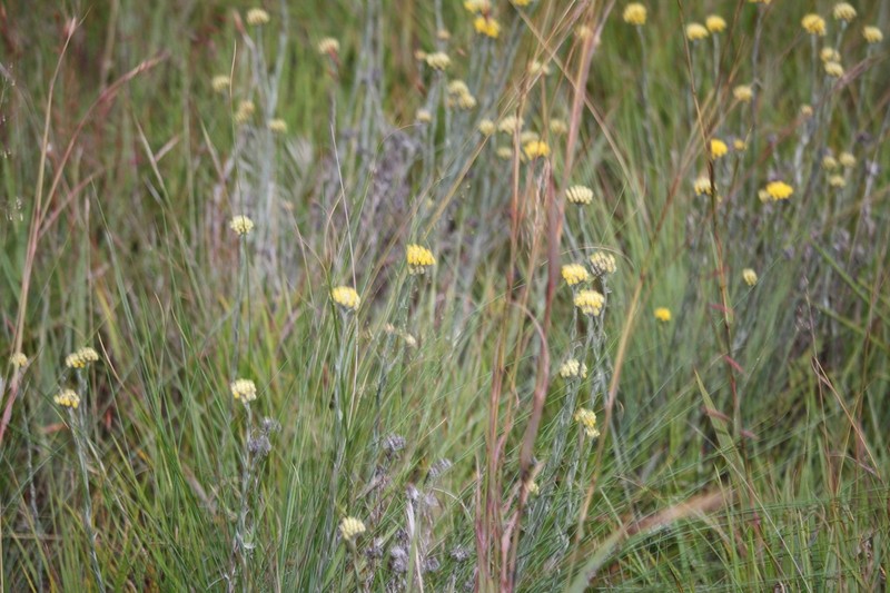 Helichrysum psilolepis