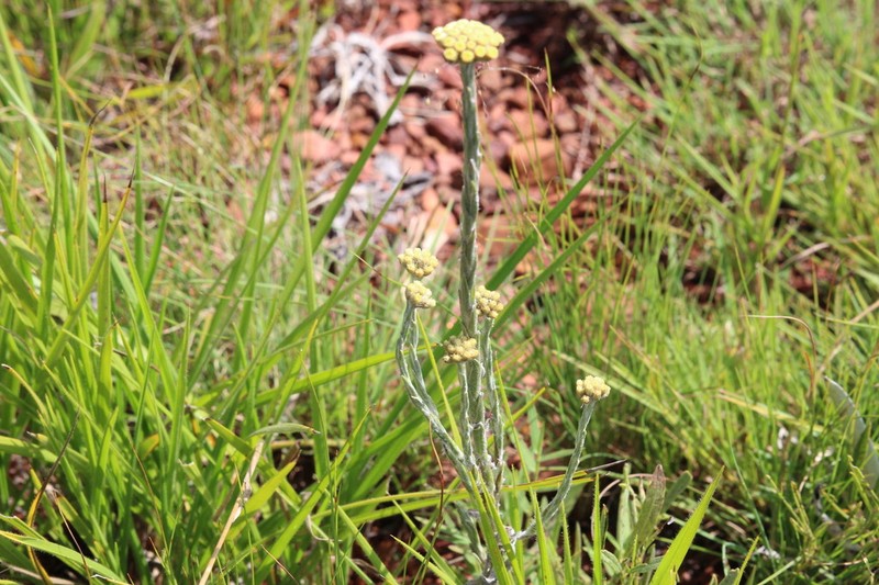 Helichrysum psilolepis photo 2