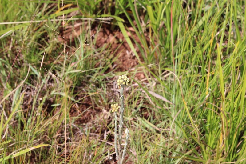 Helichrysum psilolepis photo 3