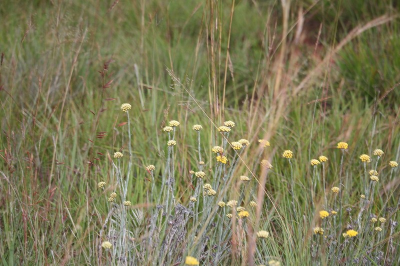 Helichrysum psilolepis photo 4