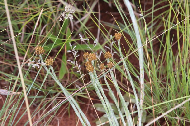 Helichrysum psilolepis photo 5