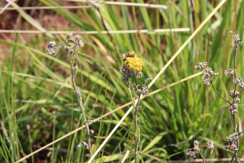 Helichrysum psilolepis photo 6