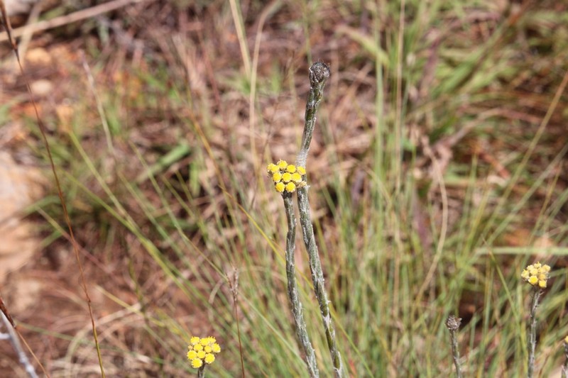 Helichrysum psilolepis photo 7