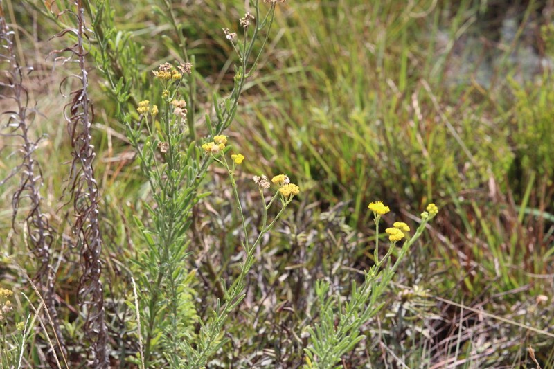 Helichrysum psilolepis photo 8