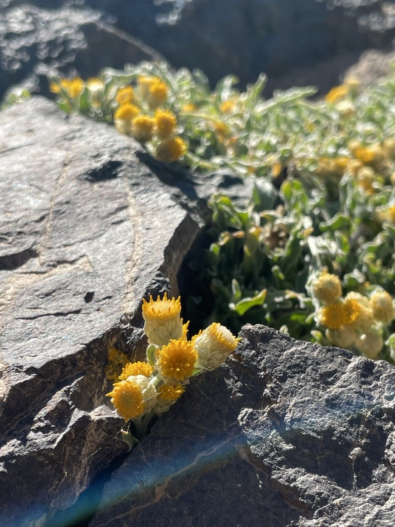 Helichrysum psychrophilum