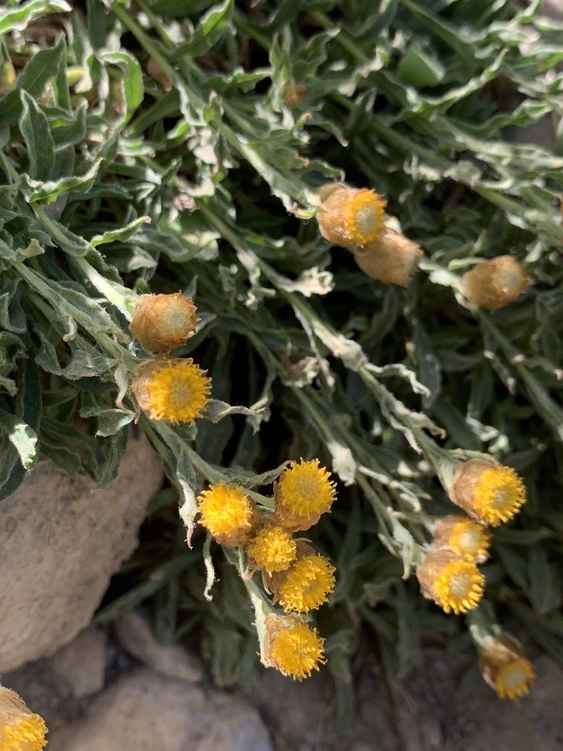 Helichrysum psychrophilum photo 2
