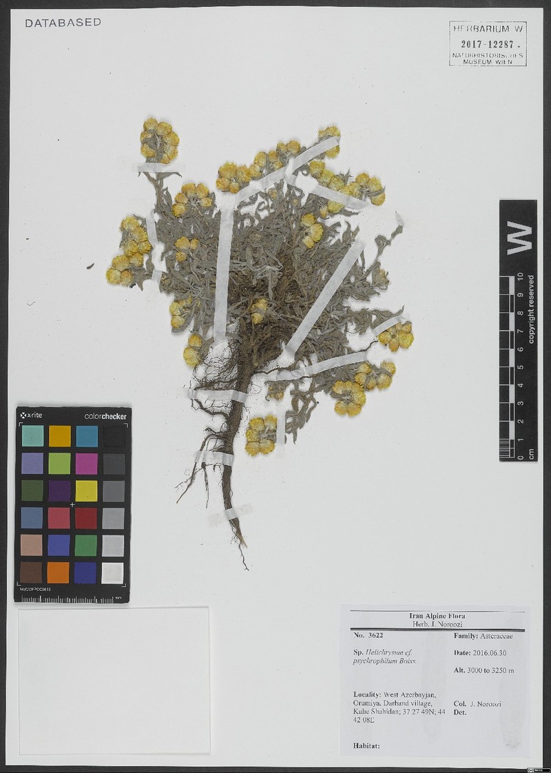 Helichrysum psychrophilum photo 3