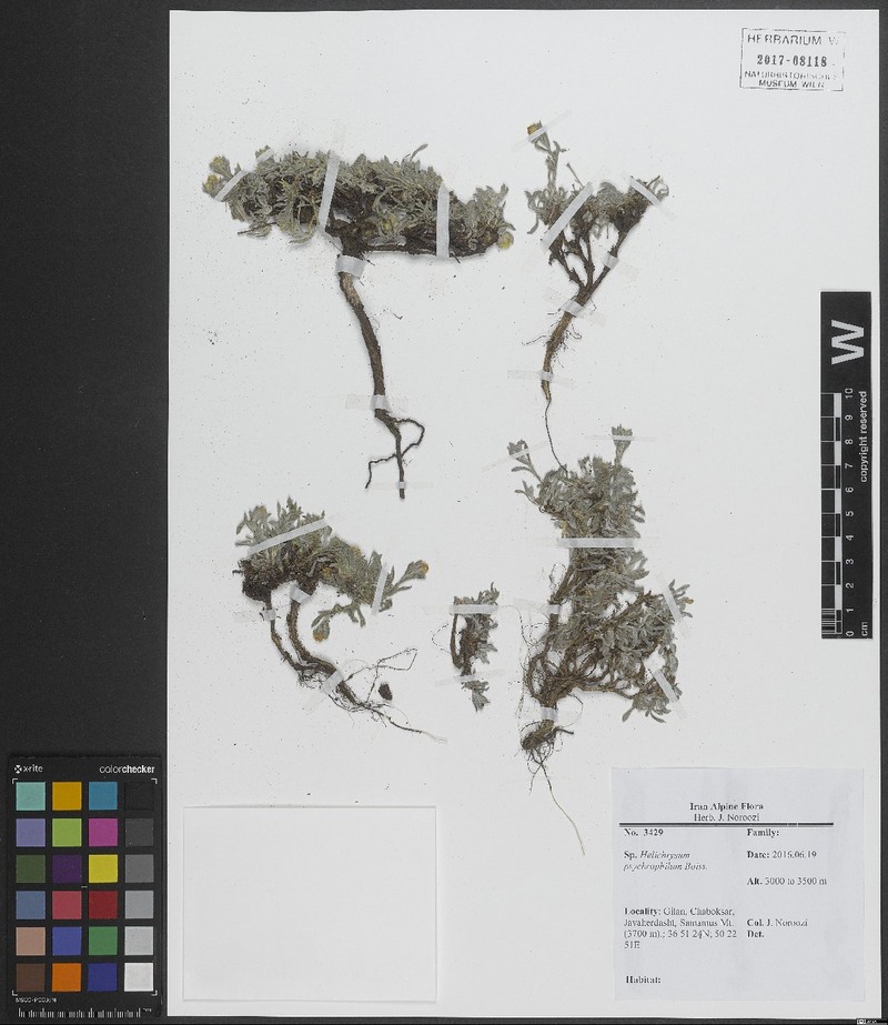 Helichrysum psychrophilum photo 4