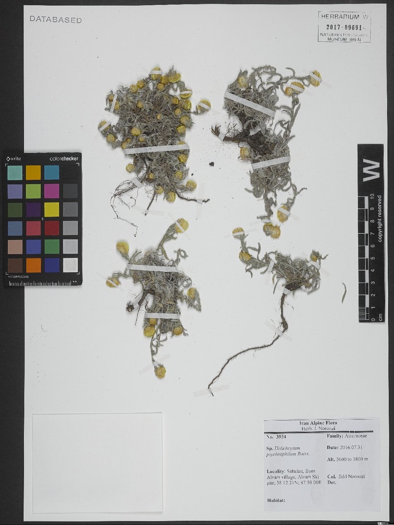 Helichrysum psychrophilum photo 5