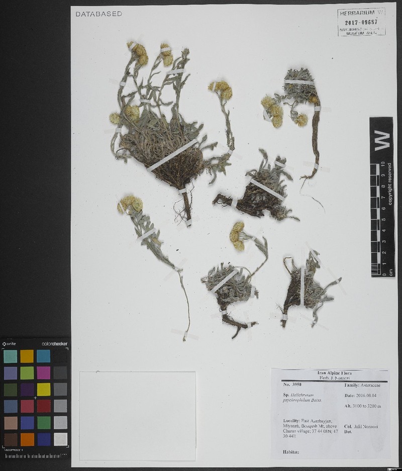 Helichrysum psychrophilum photo 6