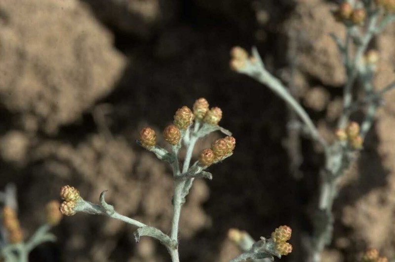 Helichrysum pulchellum photo 2