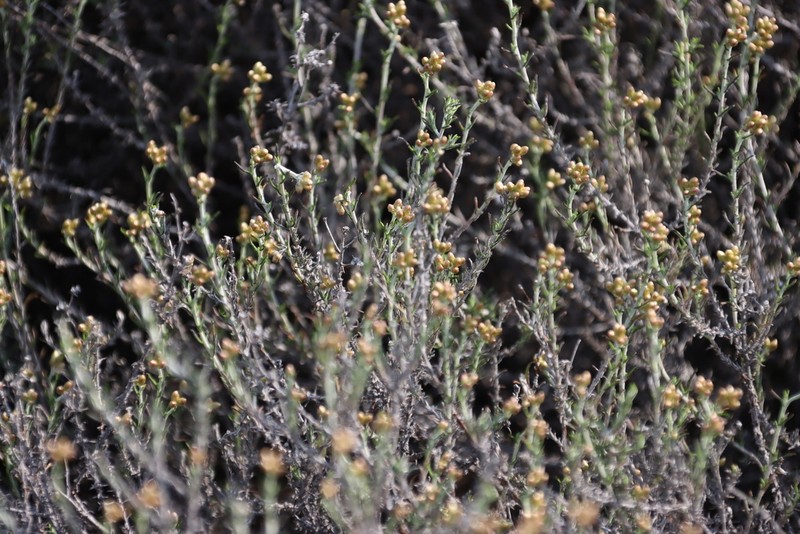 Helichrysum pulchellum photo 3