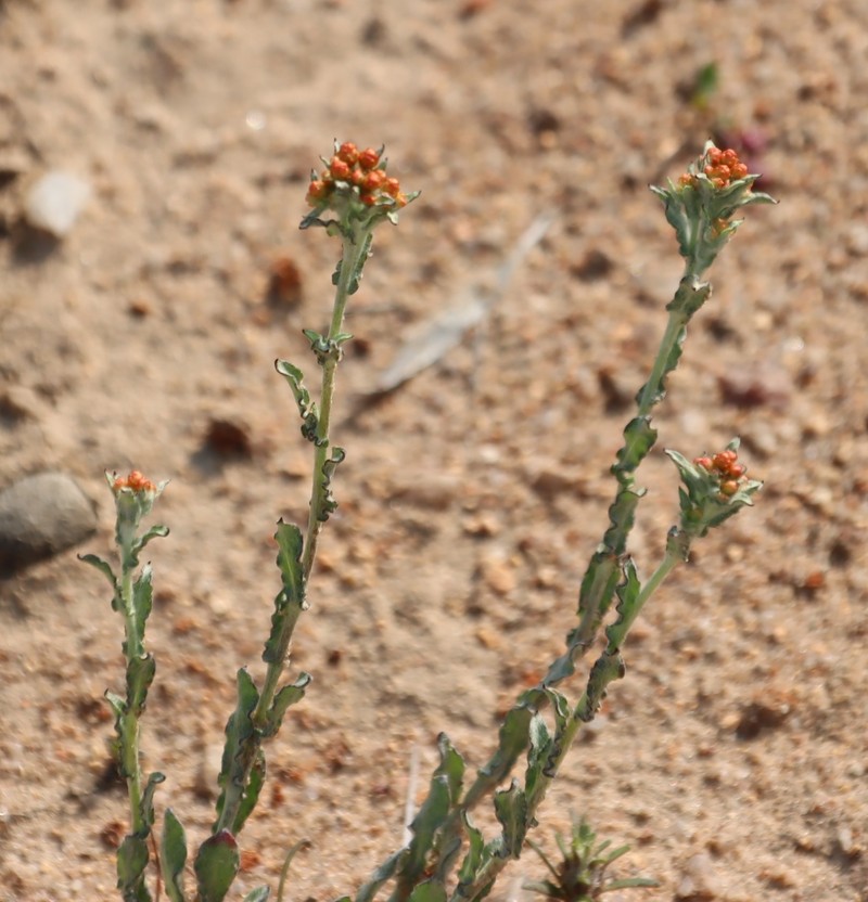 Helichrysum pulchellum photo 4