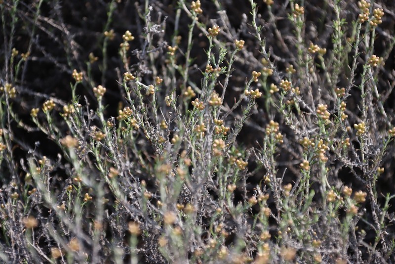 Helichrysum pulchellum photo 5