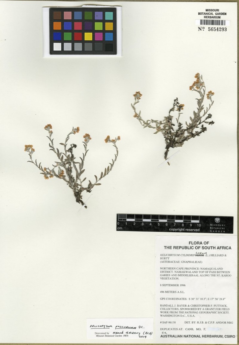 Helichrysum pulchellum photo 7