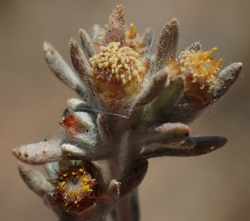 Helichrysum pumilio