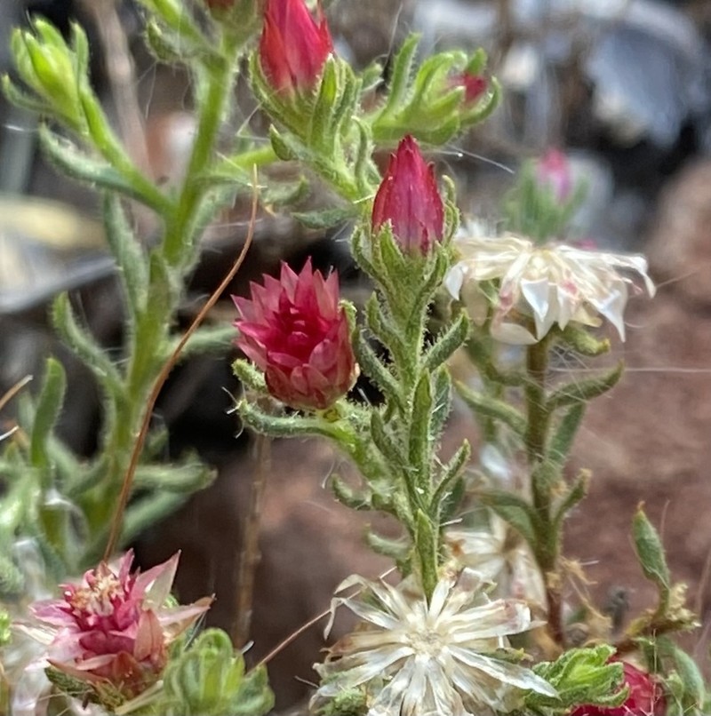 Helichrysum pumilio photo 2