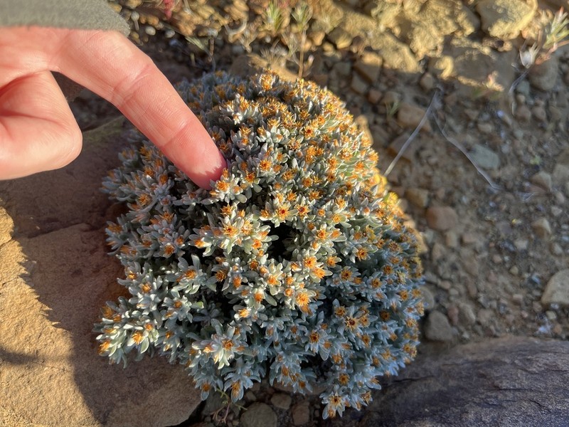 Helichrysum pumilio photo 3