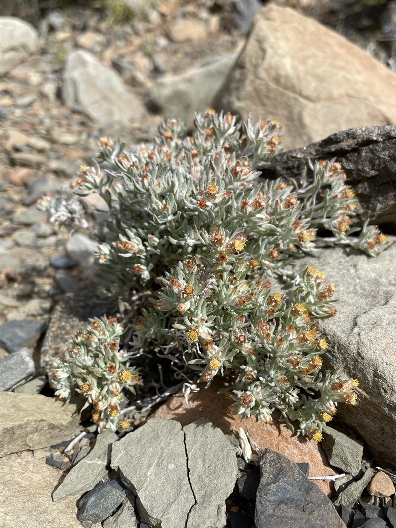 Helichrysum pumilio photo 4