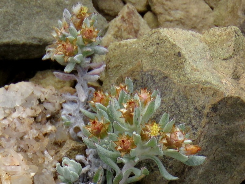 Helichrysum pumilio photo 5