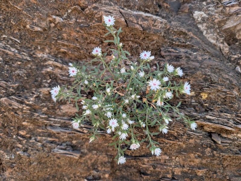 Helichrysum pumilio photo 6