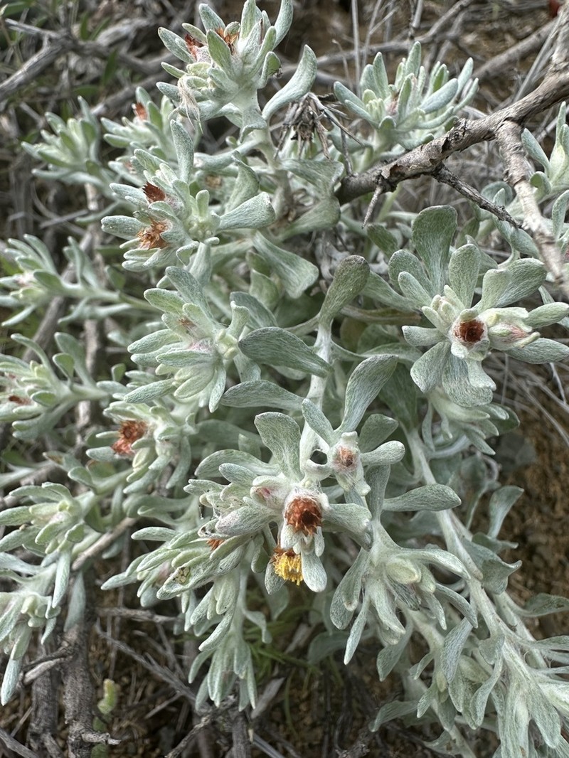 Helichrysum pumilio photo 7