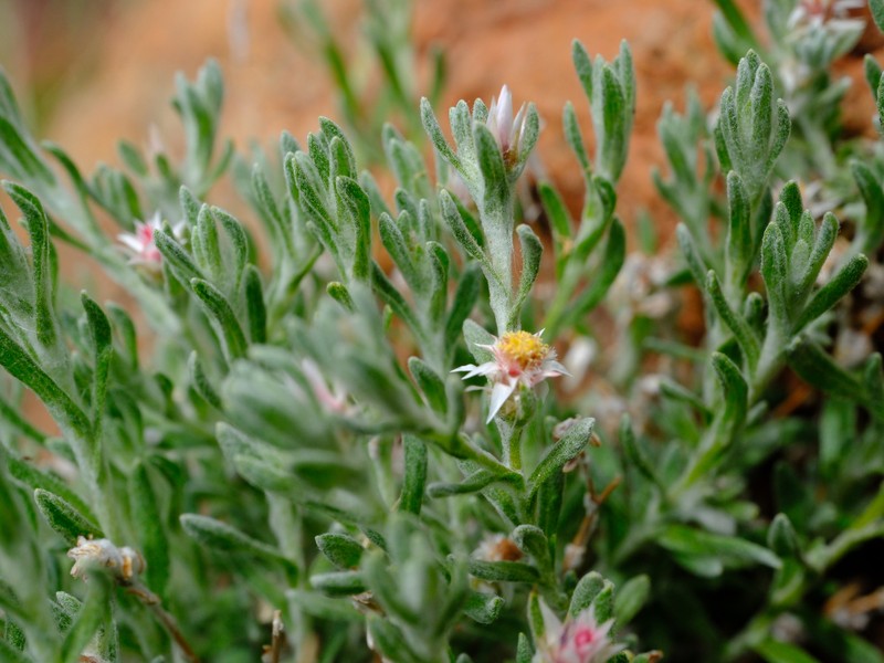 Helichrysum pumilio subsp. fleckii